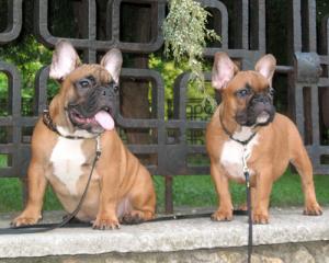 Frenchbulldogpuppies